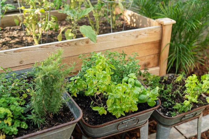 How to Create a Herb Garden: Tips and Tricks for Beginner Gardeners