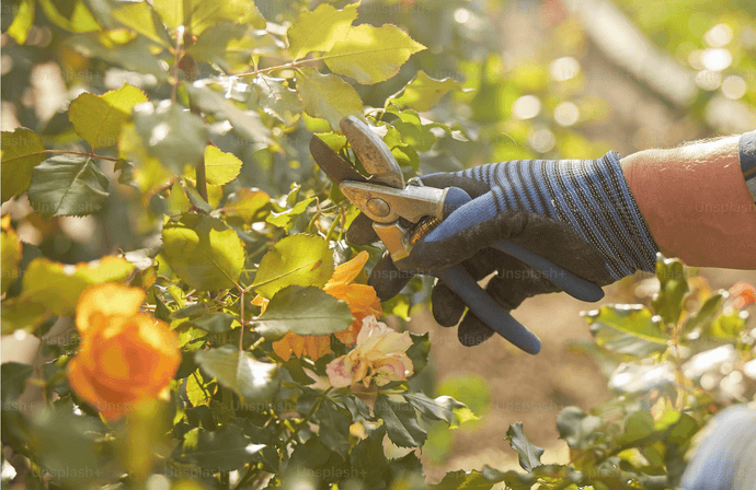 Master the Art of Pruning: The Perfect Time to Prune Roses, Hydrangeas, Buddleia, Apple Trees, and Hebe